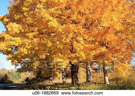 Acer saccharum sugar maple is a species of maple native to the hardwood forests of northeastern North America, from Nova Scotia west to southern Ontario, and south to Georgia and Texas View Large Photo Image Stock Photo - Acer saccharum sugar maple is a species of maple native to the hardwood forests of northeastern North America, from Nova Scotia west to southern Ontario, and south to Georgia and Texas. Fotosearch