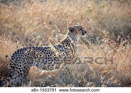 Acinonyx jubatus Cheetah, Serengeti National Park, Tanzania View Large Photo Image Stock Image - Acinonyx jubatus Cheetah, Serengeti National Park, Tanzania. Fotosearch
