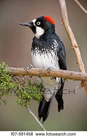 Acorn Woodpecker (Melanerpes formicivorus) - Arizona - Range is western United States to Colombia - Habitat is woods-groves-mixed forest-oak-pine canyons and foothills - Stores acorns in bark View Large Photo Image Stock Photo - Acorn Woodpecker (Melanerpes formicivorus) - Arizona - Range is western United States to Colombia - Habitat is woods-groves-mixed forest-oak-pine canyons and foothills - Stores acorns in bark. Fotosearch