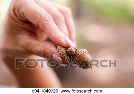 Acorns held in a woman's fingers. View Large Photo Image Stock Image - Acorns held in a woman's fingers.. Fotosearch