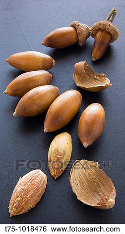 Acorns View Large Photo Image Stock Photograph - Acorns. Fotosearch