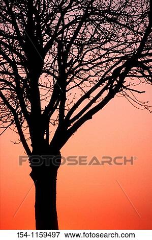 Act of Cluster deciduous tree in the sunset View Large Photo Image Stock Photo - Act of Cluster deciduous tree in the sunset. Fotosearch