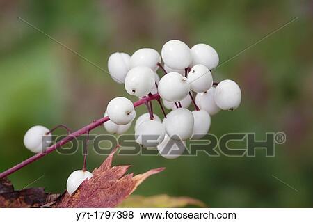 Stock Photo - Actea rubra f neglecta. Photographed in garden, UK.. Fotosearch