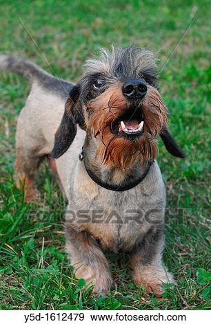 active wirehaired dachshund just after hairdressing View Large Photo Image Stock Photo - active wirehaired dachshund just after hairdressing. Fotosearch