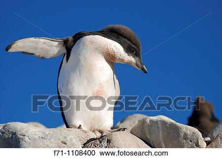 Ad? lie Penguin chick Pygoscelis adeliae Paulet Island, Antarctic Peninsula View Large Photo Image Stock Image - Ad? lie Penguin chick Pygoscelis adeliae Paulet Island, Antarctic Peninsula. Fotosearch