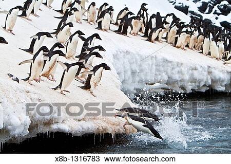 Ad? lie penguin Pygoscelis adeliae leaping off ice to return to sea to feed on Paulet Island near the Antarctic Peninsula, Antarctica View Large Photo Image Stock Image - Ad? lie penguin Pygoscelis adeliae leaping off ice to return to sea to feed on Paulet Island near the Antarctic Peninsula, Antarctica. Fotosearch