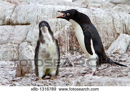 Ad? lie penguin Pygoscelis adeliae parents and chicks at red rock ridge below the Antarctic Circle on the Antarctic Peninsula, Antarctica View Large Photo Image Stock Photo - Ad? lie penguin Pygoscelis adeliae parents and chicks at red rock ridge below the Antarctic Circle on the Antarctic Peninsula, Antarctica. Fotosearch