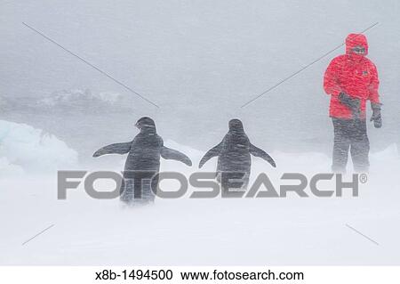 Ad? lie penguin Pygoscelis adeliae with Lindblad guests in snowstorm at Brown Bluff on the Antarctic Peninsula in the Weddell Sea, Antarctica View Large Photo Image Stock Image - Ad? lie penguin Pygoscelis adeliae with Lindblad guests in snowstorm at Brown Bluff on the Antarctic Peninsula in the Weddell Sea, Antarctica. Fotosearch