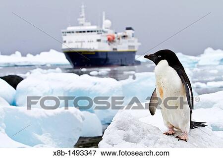 Ad? lie penguin Pygoscelis adeliae with the National Geographic Explorer at breeding colony at Brown Bluff on the eastern side of the Antarctic Peninsula, Antarctica View Large Photo Image Stock Photo - Ad? lie penguin Pygoscelis adeliae with the National Geographic Explorer at breeding colony at Brown Bluff on the eastern side of the Antarctic Peninsula, Antarctica. Fotosearch