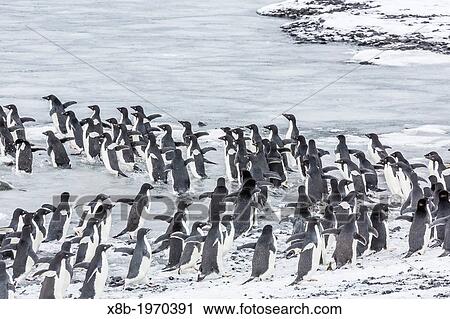 Ad? lie penguins Pygoscelis adeliae at breeding colony at Brown Bluff on the eastern side of the Antarctic Peninsula, Antarctica. View Large Photo Image Stock Image - Ad? lie penguins Pygoscelis adeliae at breeding colony at Brown Bluff on the eastern side of the Antarctic Peninsula, Antarctica.. Fotosearch