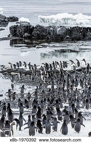 Ad? lie penguins Pygoscelis adeliae at breeding colony at Brown Bluff on the eastern side of the Antarctic Peninsula, Antarctica. View Large Photo Image Stock Image - Ad? lie penguins Pygoscelis adeliae at breeding colony at Brown Bluff on the eastern side of the Antarctic Peninsula, Antarctica.. Fotosearch