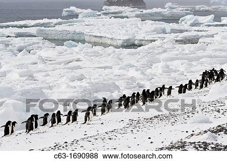 Ad? lie penguins Pygoscelis adeliae at breeding colony at Brown Bluff on the eastern side of the Antarctic Peninsula, Antarctica View Large Photo Image Stock Photo - Ad? lie penguins Pygoscelis adeliae at breeding colony at Brown Bluff on the eastern side of the Antarctic Peninsula, Antarctica. Fotosearch