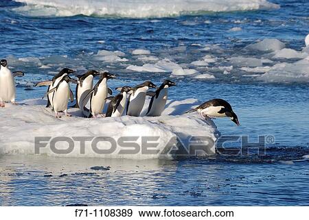 Stock Photo - Ad? lie Penguins Pygoscelis adeliae Paulet Island, Antarctic Peninsula. Fotosearch