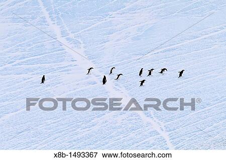 Stock Photo - Ad? lie penguins Pygoscelis adeliae hauled out onto the ice near Adelaide Island, Antarctica. Fotosearch