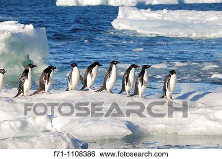 Ad? lie Penguins Pygoscelis adeliae Paulet Island, Antarctic Peninsula View Large Photo Image Stock Photograph - Ad? lie Penguins Pygoscelis adeliae Paulet Island, Antarctic Peninsula. Fotosearch