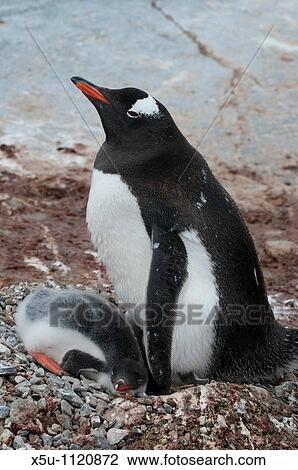 Adelie penguin and chick at the nest Antarctic peninsula View Large Photo Image Stock Image - Adelie penguin and chick at the nest Antarctic peninsula. Fotosearch