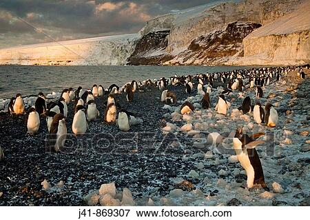 Adelie penguin calling on beach, Franklin Island at sunset, Ross Sea, Antarctica View Large Photo Image Stock Photo - Adelie penguin calling on beach, Franklin Island at sunset, Ross Sea, Antarctica. Fotosearch