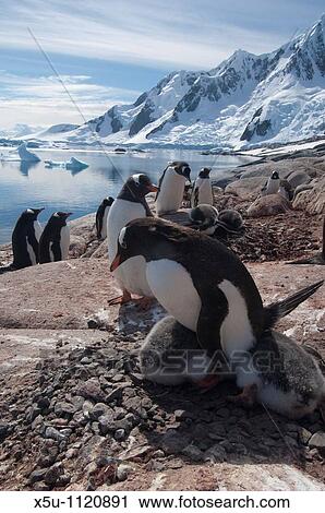 Adelie penguin colony at Pleneau Island Antarctic peninsula View Large Photo Image Stock Image - Adelie penguin colony at Pleneau Island Antarctic peninsula. Fotosearch