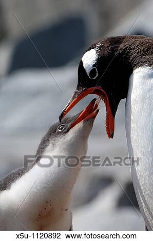 Stock Image - Adelie penguin colony at Pleneau Island Antarctic peninsula Mother feeding chick with regurgitated food. Fotosearch