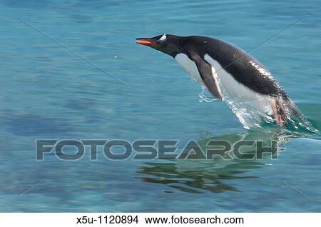 Adelie penguin porpoising in the air Antarctic peninsula Pleneau Island View Large Photo Image Picture - Adelie penguin porpoising in the air Antarctic peninsula Pleneau Island. Fotosearch
