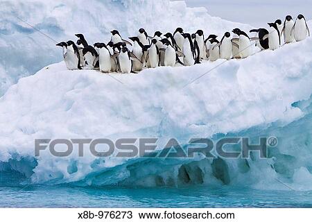Adelie penguin Pygoscelis adeliae near the Antarctic Peninsula, Antarctica View Large Photo Image Stock Image - Adelie penguin Pygoscelis adeliae near the Antarctic Peninsula, Antarctica. Fotosearch