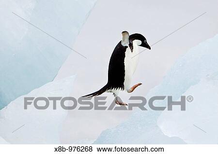 Adelie penguin Pygoscelis adeliae near the Antarctic Peninsula, Antarctica View Large Photo Image Stock Photo - Adelie penguin Pygoscelis adeliae near the Antarctic Peninsula, Antarctica . Fotosearch