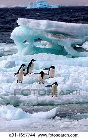 Adelie Penguin (Pygoscelis adeliae) colony on Paulet Island, Antarctica View Large Photo Image Picture - Adelie Penguin (Pygoscelis adeliae) colony on Paulet Island, Antarctica. Fotosearch