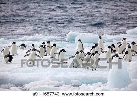 Stock Image - Adelie Penguin (Pygoscelis adeliae) colony on Paulet Island, Antarctica. Fotosearch