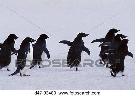 Adelie Penguin (Pygoscelis adeliae) running in snow. Antarctica View Large Photo Image Stock Image - Adelie Penguin (Pygoscelis adeliae) running in snow. Antarctica. Fotosearch