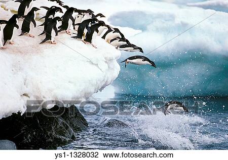 ADELIE PENGUIN pygoscelis adeliae, GROUP LEAPING INTO WATER, PAULET ISLAND IN ANTARCTICA View Large Photo Image Stock Image - ADELIE PENGUIN pygoscelis adeliae, GROUP LEAPING INTO WATER, PAULET ISLAND IN ANTARCTICA. Fotosearch