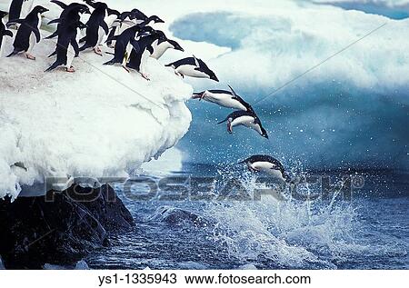 Stock Image - ADELIE PENGUIN pygoscelis adeliae, COLONY ON PAULET ISLAND, GROUP LEAPING INTO OCEAN, ANTARTICA. Fotosearch