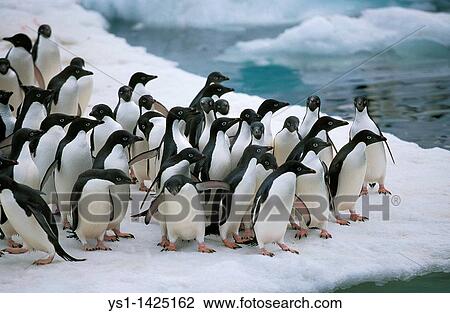 ADELIE PENGUIN pygoscelis adeliae, COLONY ON PAULET ISLAND, ANTARCTICA View Large Photo Image Stock Image - ADELIE PENGUIN pygoscelis adeliae, COLONY ON PAULET ISLAND, ANTARCTICA. Fotosearch