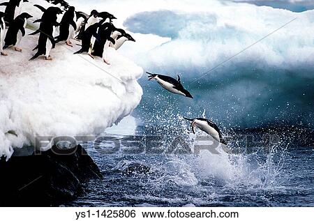 ADELIE PENGUIN pygoscelis adeliae, COLONY ON PAULET ISLAND, GROUP LEAPING INTO OCEAN, ANTARTICA View Large Photo Image Stock Photograph - ADELIE PENGUIN pygoscelis adeliae, COLONY ON PAULET ISLAND, GROUP LEAPING INTO OCEAN, ANTARTICA. Fotosearch