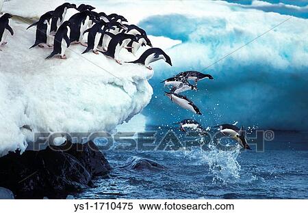 Stock Photography - Adelie Penguin, pygoscelis adeliae, Group Leaping into Ocean, Paulet Island in Antarctica. Fotosearch