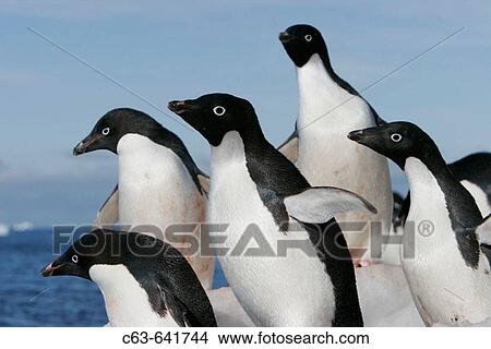 Adelie penguins (Pygoscelis adeliae) hauled out in their breeding colonies in and around the Antarctic Peninsula. This is a truly ice dependant species of penguin that is being forced further and further south as Global Warming melts more and more ice. View Large Photo Image Picture - Adelie penguins (Pygoscelis adeliae) hauled out in their breeding colonies in and around the Antarctic Peninsula. This is a truly ice dependant species of penguin that is being forced further and further south as Global Warming melts more and more ice.. Fotosearch