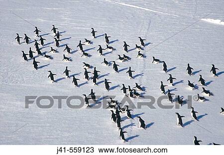 Adelie Penguins (Pygoscelis adeliae). March across ice floes. Dumont d? Urville. Antarctica View Large Photo Image Stock Image - Adelie Penguins (Pygoscelis adeliae). March across ice floes. Dumont d? Urville. Antarctica. Fotosearch