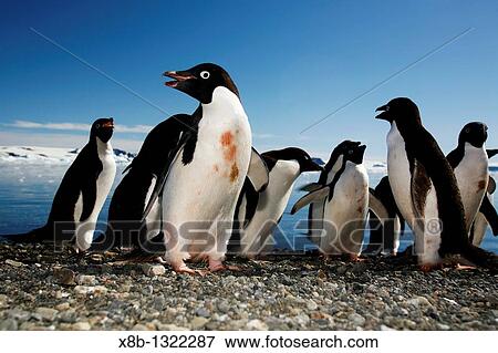 Adelie penguins Pygoscelis adeliae marching down the beach and preparing to enter the ocean as a tight group for safety on Devil Island, Antarctic Peninsula Adelie penguins are truly an ice dependant penguin species View Large Photo Image Stock Photo - Adelie penguins Pygoscelis adeliae marching down the beach and preparing to enter the ocean as a tight group for safety on Devil Island, Antarctic Peninsula Adelie penguins are truly an ice dependant penguin species. Fotosearch