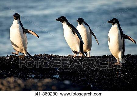Adelie penguins run along beach, Cape Adare, North Victoria Land, Antarctica View Large Photo Image Stock Image - Adelie penguins run along beach, Cape Adare, North Victoria Land, Antarctica. Fotosearch