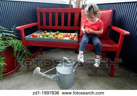 Adorable little girl holds unripe tomatoes. View Large Photo Image Stock Photograph - Adorable little girl holds unripe tomatoes.. Fotosearch