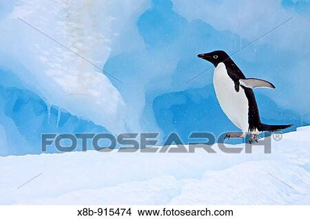 Adult Adelie penguin Pygoscelis adeliae on iceberg near the Antarctic Peninsula, Antarctica View Large Photo Image Picture - Adult Adelie penguin Pygoscelis adeliae on iceberg near the Antarctic Peninsula, Antarctica. Fotosearch