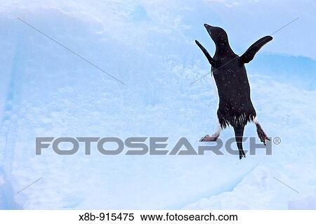 Stock Photography - Adult Adelie penguin Pygoscelis adeliae on iceberg near the Antarctic Peninsula, Antarctica. Fotosearch