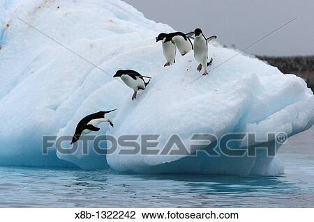 Adult Adelie penguins Pygoscelis adeliae lining up to leap off of an iceberg at Paulet Island in the Weddell Sea View Large Photo Image Stock Image - Adult Adelie penguins Pygoscelis adeliae lining up to leap off of an iceberg at Paulet Island in the Weddell Sea. Fotosearch