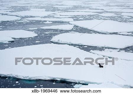 Adult Antarctic fur seal, Arctocephalus gazella, on ice floe in Crystal Sound, below the Antarctic Circle, Antarctica, Southern Ocean. View Large Photo Image Stock Photograph - Adult Antarctic fur seal, Arctocephalus gazella, on ice floe in Crystal Sound, below the Antarctic Circle, Antarctica, Southern Ocean.. Fotosearch