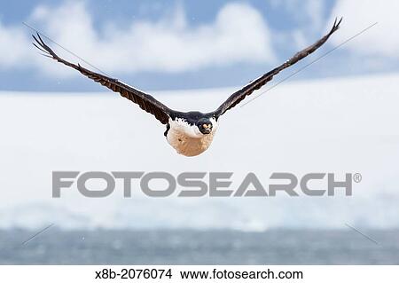 Adult Antarctic shag, Phalacrocorax (atriceps) bransfieldensis, Jougla Point, Port Lockroy, Antarctica, Southern Ocean. View Large Photo Image Picture - Adult Antarctic shag, Phalacrocorax (atriceps) bransfieldensis, Jougla Point, Port Lockroy, Antarctica, Southern Ocean.. Fotosearch