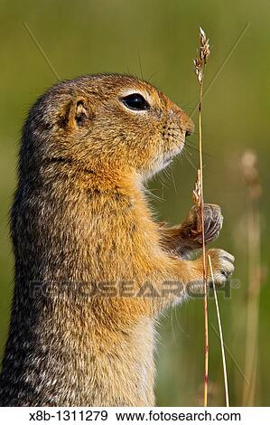 Adult Arctic ground squirrel Spermophilus parryii foraging in Denali National Park, Alaska, USA View Large Photo Image Stock Photo - Adult Arctic ground squirrel Spermophilus parryii foraging in Denali National Park, Alaska, USA. Fotosearch