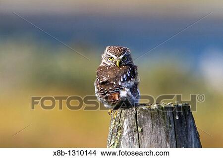 Adult austral pygmy-owl Glaucidium nanum at Estancia Harberton outside Ushuaia on Tierra del Fuego, Argentina MORE INFO The austral pygmy-owl is found in Argentina and Chile View Large Photo Image Picture - Adult austral pygmy-owl Glaucidium nanum at Estancia Harberton outside Ushuaia on Tierra del Fuego, Argentina MORE INFO The austral pygmy-owl is found in Argentina and Chile. Fotosearch