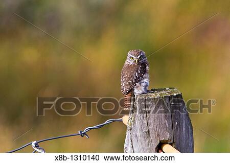 Adult austral pygmy-owl Glaucidium nanum at Estancia Harberton outside Ushuaia on Tierra del Fuego, Argentina MORE INFO The austral pygmy-owl is found in Argentina and Chile View Large Photo Image Stock Image - Adult austral pygmy-owl Glaucidium nanum at Estancia Harberton outside Ushuaia on Tierra del Fuego, Argentina MORE INFO The austral pygmy-owl is found in Argentina and Chile. Fotosearch