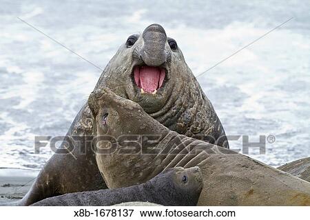 Adult beachmaster bull southern elephant seal Mirounga leonina holding female down with his weight at breeding site at Moltke Harbor on South Georgia Island in the Southern Ocean View Large Photo Image Stock Photo - Adult beachmaster bull southern elephant seal Mirounga leonina holding female down with his weight at breeding site at Moltke Harbor on South Georgia Island in the Southern Ocean. Fotosearch
