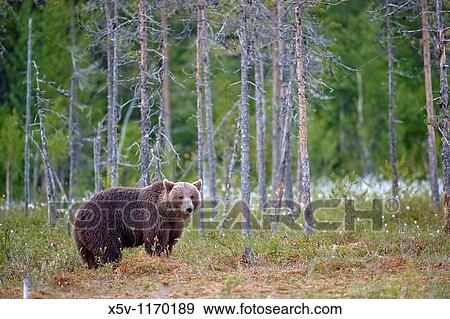 Adult bear in the woods, Ursus arctos arctos, European brown bear, Martinselkonen Nature Park, region of Kainuu, Finland, Scandinavia, Europe View Large Photo Image Stock Photo - Adult bear in the woods, Ursus arctos arctos, European brown bear, Martinselkonen Nature Park, region of Kainuu, Finland, Scandinavia, Europe. Fotosearch