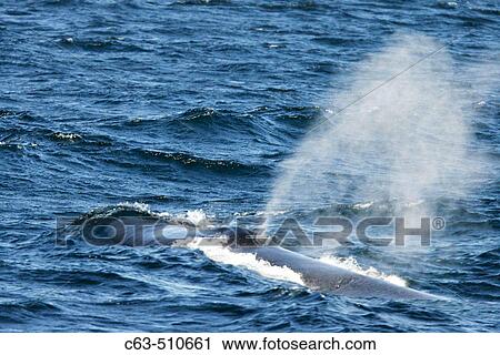 Adult Blue Whale (Balaenoptera musculus) surfacing in the Gulf of California (Sea of Cortez), Mexico. View Large Photo Image Stock Image - Adult Blue Whale (Balaenoptera musculus) surfacing in the Gulf of California (Sea of Cortez), Mexico.. Fotosearch